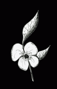 Pen and Ink Flower
